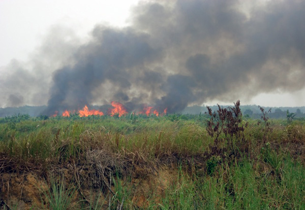 Titik Kebakaran Banyak Ditemukan di Perkebunan Tebu Lampung
