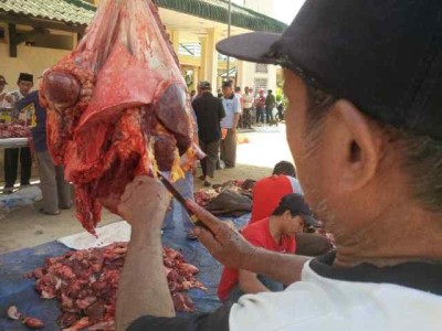 Pj Bupati Lampung Timur Tinjau Penyembelihan Hewan Kurban