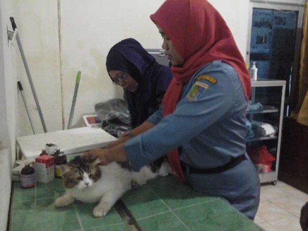 Petugas Dinas Peternakan Provinsi Lampung sedang menyuntik kucing peliharaan dengan vaksin rabies | Widya/kontributor