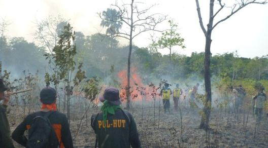Kebakaran Hutan di Way Kambas Hanguskan 1.400 Hektar Lahan