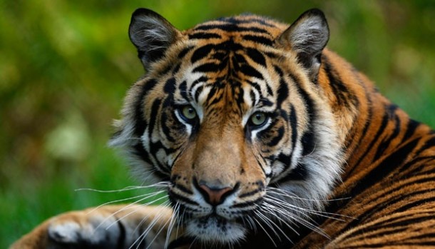 Petugas Kebun Binatang Tewas Diterkam Harimau