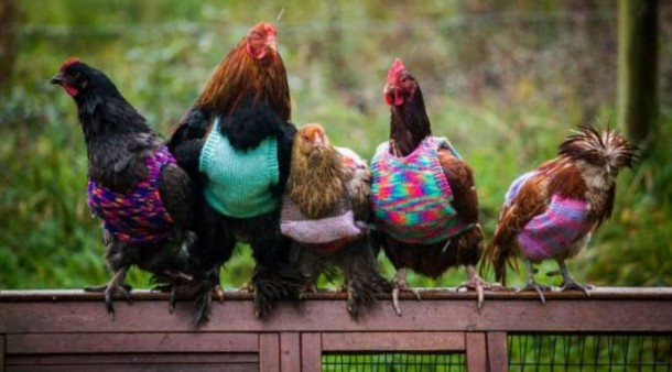 Ayam-Ayam Manis Berbalut Sweater di Musim Dingin