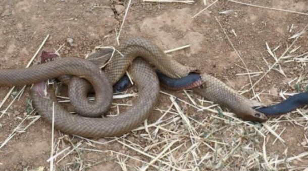 ular tembus