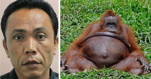 Hamili Orangutan