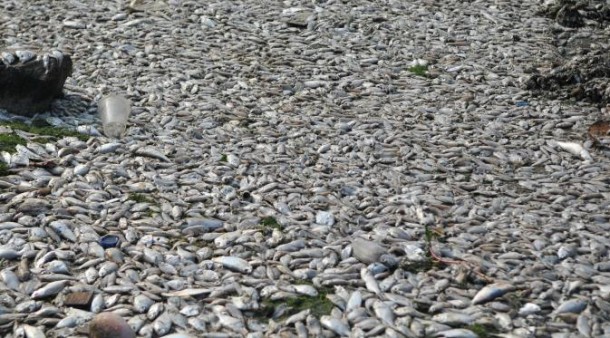 Fitoplankton Jadi Penyebab Kematian Jutaan Ikan di Pantai Ancol