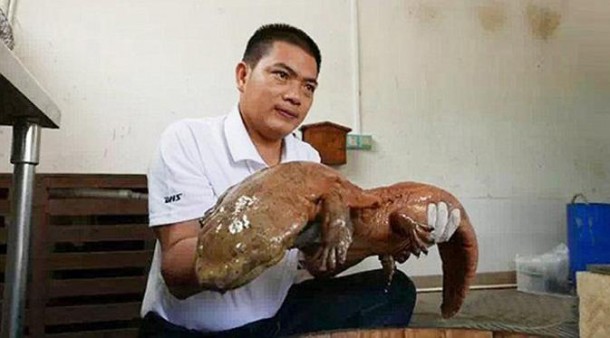 Salamander Tertua