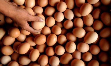 Harga Telur Ayam Ras di Pesawaran Melambung