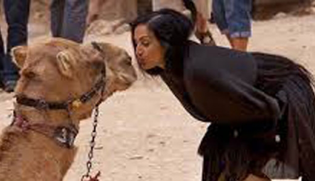 Hanya gara-gra mencium unta, wanita asal Arab Saudi dicerai suaminya (Ilustrasi). | Ist.