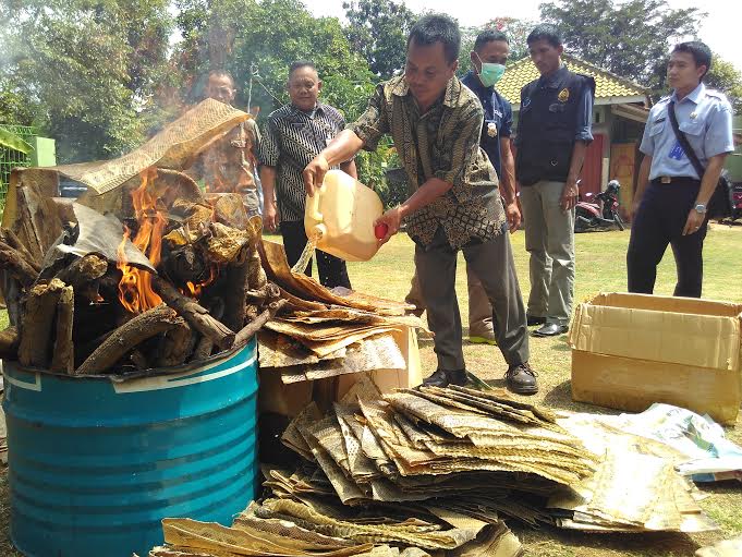 BKSDA Lampung musnakan barang bukti kulit ular dan sirip ikan hiu di kantor BKSDA, Kamis 10/12/2015. | Andi/jejamo.com