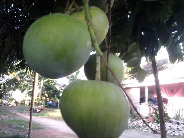 Mangga apel | Widya/jejamo.com
