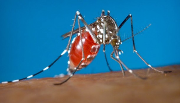 Nyamuk Aedes Albopic