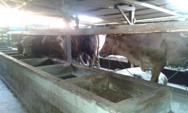 Usaha penggemukan sapi di Lampung Tengah terkendala pakan kulit nanas. Foto dibidik Jumat, 29/1/2016. | Adrian Arlambang/Jejamo.com