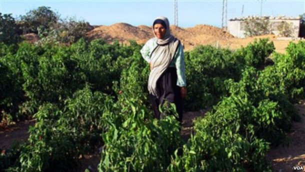 Israel Dilaporkan Menebar Racun di Lahan Pertanian Palestina