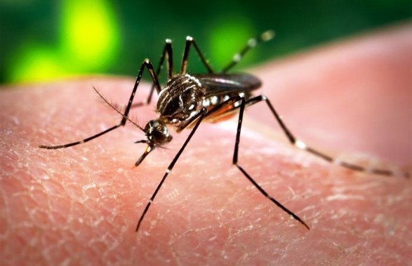 Waspada! Indonesia Berpotensi Menjadi Tempat Wabah Virus Zika Berikutnya