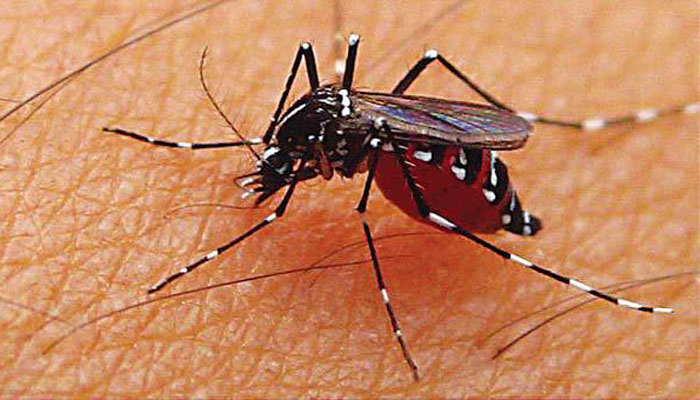 Nyamuk Demam Berdarah Dengue (DBD). | Ist.