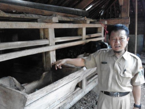 Akih Sunaryo Pembudidaya Domba Garut dari Lampung Timur