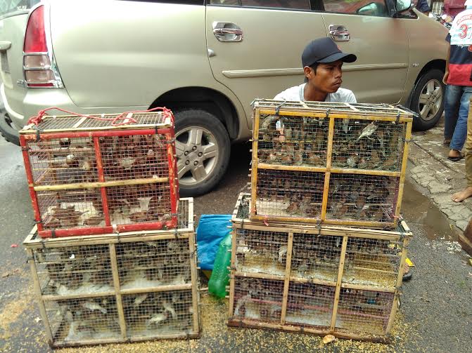 Penjual burung pipit di depan Vihara Thay Hin Bio, Telukbetung, Bandar Lampung | Andi/jejamo.com