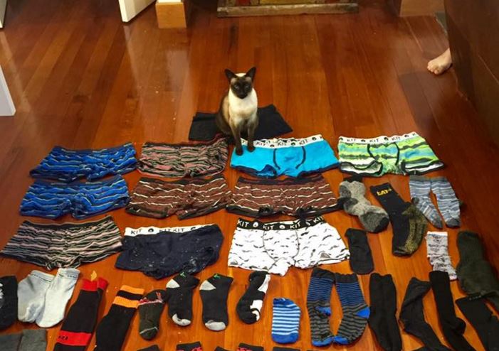 Brigit, kucing ini kerap mencuri kaus kaki dan pakaian dalam dari jemuran tetangga miliknya. | ibtimes.co.uk