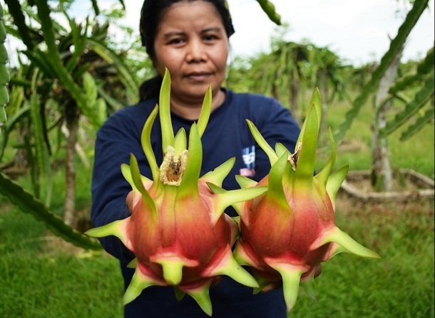 Petani Wanita di Lampung Timur Diarahkan untuk Tanam Buah Naga