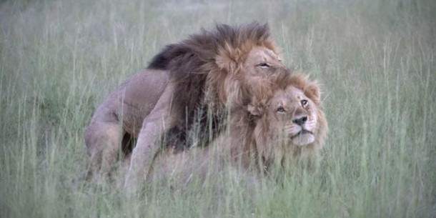 Dua Singa Jantan Gay