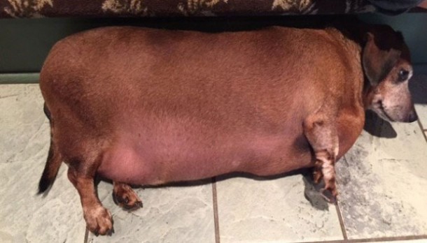 Inilah Fat Vincent, Anjing Obesitas yang Sukses Menjalani Program Diet