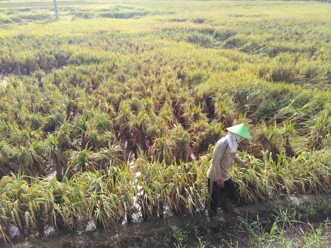 Petani di Way Jepara Lampung Timur Minta Pemkab Bongkar Bendungan