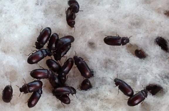 Semut Jepang Ramai Dikonsumsi, Amankah?