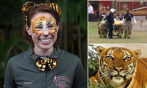 Pekerja Kebun Binatang Tewas Diterkam Harimau