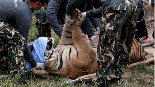 Petugas Satwa Liar Thailand Pindahkan 130 Harimau Dari Sebuah Kuil