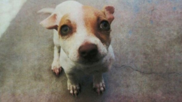Anjing Positif Gunakan Heroin, Pemilik Ditangkap Polisi