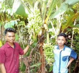 Warga Dusun 8 Kampung Mataramudik, Kecamatan Bandarmataram, Lampung Tengah, dikagetkan dengan keanehan pada pisang jenis muli yang memiliki dua tandan buah dan dua jantung. | Raeza Handani/Jejamo.com
