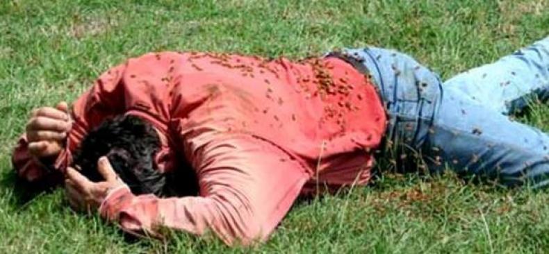 Disengat lebah 1.000 Kali, Nyawa Pria Ini Melayang Secara Tragis