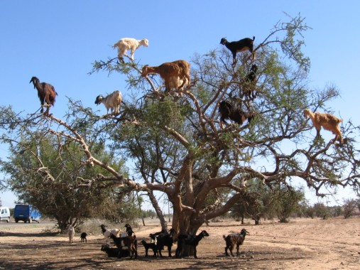 Goat Tree (Maroko)