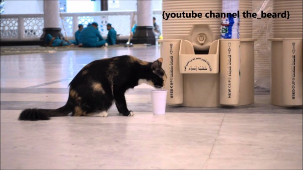 Heboh Video Kucing di Masjidil Haram Bangunkan Orang Agar Segera Salat