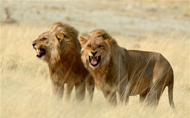 Memangsa Manusia, 18 Singa di India 'Diadili'