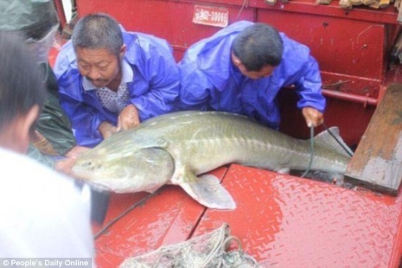 Dua Nelayan Cina Berhasil Menangkap Ikan dari Zaman Dinosaurus