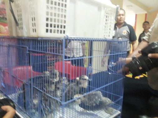 Elang tikus anakan yang dijual Boim, warga Enggal, dalam ekspose kasus di Polda Lampung, Selasa, 19/7/2016. | Sugiono/Jejamo.com