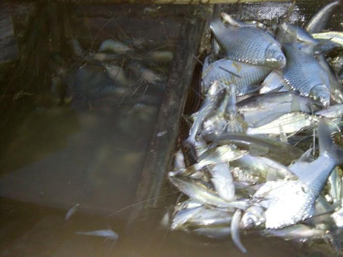 Ribuan Ikan di Sungai Way Sekampung Jabung Lampung Timur Mati Akibat Pencemaran Limbah Pabrik