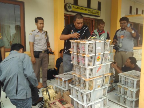 BKSDA Lampung Sita 1.500 Ekor Burung Hias Tanpa Dokumen Resmi Dikirim ke Jakarta