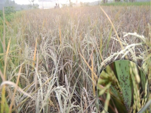 Terancam Gagal Panen, Petani Padi di 3 Kecamatan Lampung Tengah Menjerit