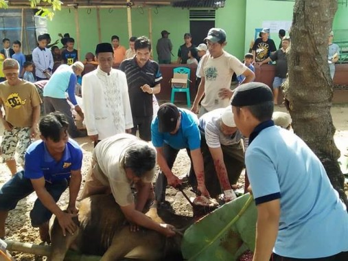 Jamaah Masjid Muslimin Kecamatan Sekampung Lampung Timur Potong 13 Sapi dan 4 Kambing
