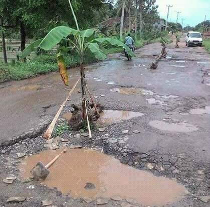 Bertahun-tahun rusak parah jalan provinsi yang menghubungkan Desa Sukadana menuju Rantaujaya Udik,  Kecamatan Sukadana, Lampung Timur,  ditanami pohon pisang oleh warga setempat | ist