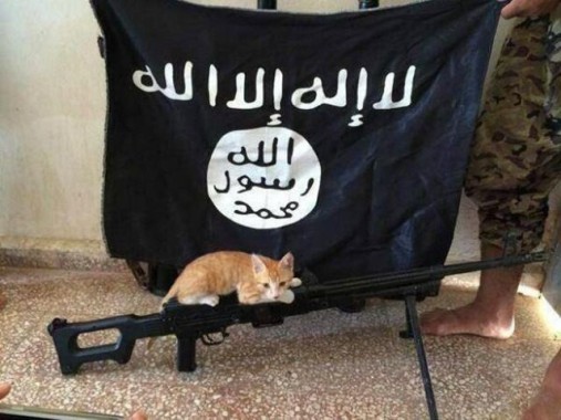 Fatwa Baru ISIS: Haram Memelihara Kucing di Rumah