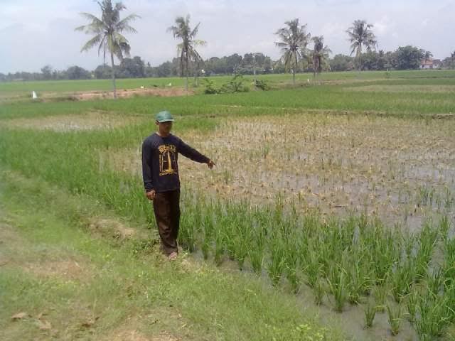 30 Hektar Sawah di Seputihraman Terserang Wereng, Anggota DPRD Lampung Tengah Minta Petani Tak Resah