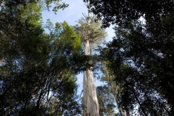 Peneliti Temukan Pohon Tropis Tertinggi di Dunia