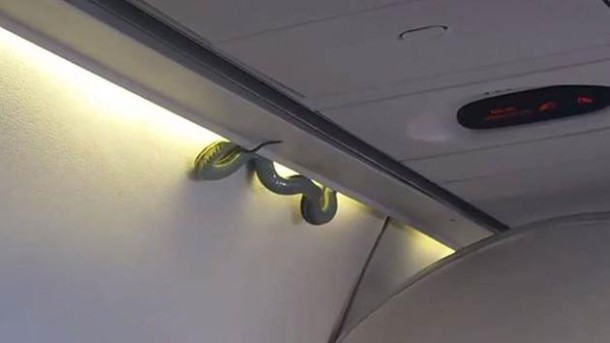 ular-di-kabin-pesawat