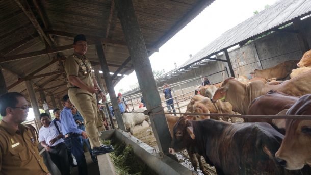 Mustafa Targetkan Lampung Tengah Lumbung Daging Nasional