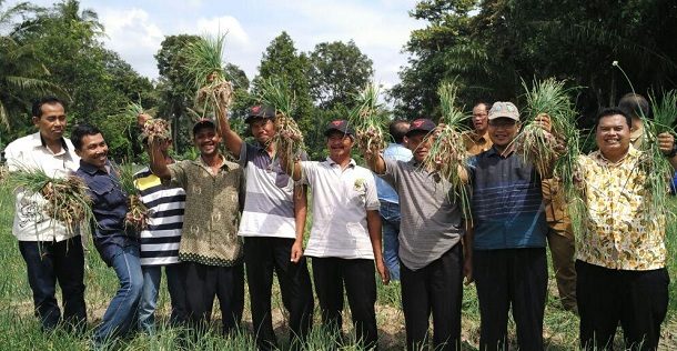 Petani Jayasakti Anak Tuha Lampung Tengah Berani Tanam Bawang Berkat Program PT Santori