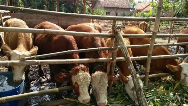 Pemprov Lampung Terus Kembangkan Peternakan Rakyat, Genjot Populasi Sapi