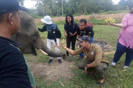 Ini Dia Perkembangan Erin Gajah Berbelalai Buntung Di RSG Rubini Atmawijaya Way Kambas